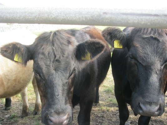 Moo. That's Gaelic for Moo.