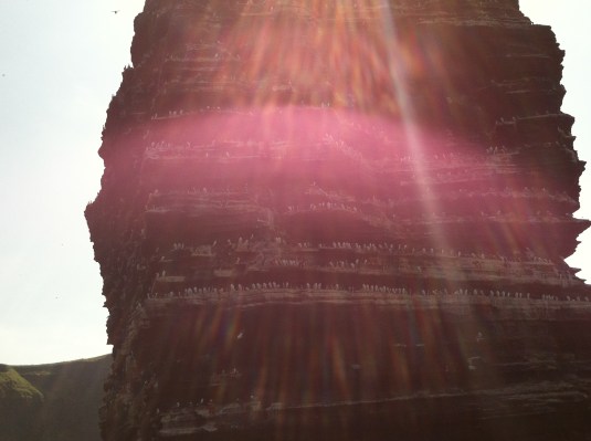 Moher Rock - Every white dot is a Puffin.