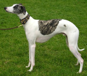 Picure of an actual whippet